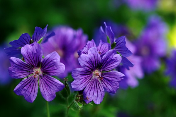 Vibrant Geranium by Deb Oppermann